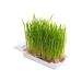 TiTBiT Grass for cats for germination 40 g - Buy Online on GoSupps.com
