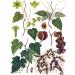 Dioscorea Caucasian herbal tea - Buy Online on GoSupps.com