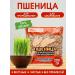 Chuvash bread Wheat for germination 200 g