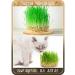 AgroMall Wheat for germination 1 kg - Buy Online on GoSupps.com