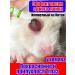 Potion from eye inflammation for hamsters 20 ml