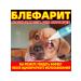 Eye drops for cats and dogs from blepharitis