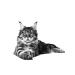 ROYAL CANIN Main Coon Adult for adult cats Maine Kun 400 g - Buy Online on GoSupps.com