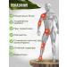 Montalin medicine for joints and ligaments from pain - Buy Online on GoSupps.com
