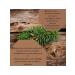 Peeled pine nuts 100g - Buy Online on GoSupps.com