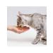 Chewell A treat with a turkey for cats 20 g 6 pcs - Buy Online on GoSupps.com