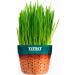 TiTBiT Grass for cats oats 60 g - Buy Online on GoSupps.com