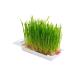 TiTBiT Grass for cats B2-M oats 25 g - Buy Online on GoSupps.com