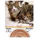 Fourlegged Gourmet Feed for cats and kittens Golden Line mousse with a veal of 100gh6pcs - Buy Online on GoSupps.com