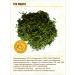 STAROSLAV Thuja western (shoots 50 gr.) - Buy Online on GoSupps.com