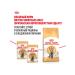 Royal Canin Cat for cats dry British shorthair for British 4 kg - Buy Online on GoSupps.com