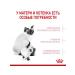 ROYAL CANIN Dry food Mother & Babycat for kittens 4 kg - Buy Online on GoSupps.com