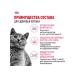 ROYAL CANIN Dry food for kittens of breeds British short -haired 2kg - Buy Online on GoSupps.com