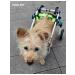 PawHaven Folding wheelchair for dogs and cats XS - Buy Online on GoSupps.com