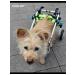 PawHaven Folding wheelchair for dogs and cats s - Buy Online on GoSupps.com
