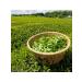 THAI NGUYEN Green Vietnamese tea 100 g 3 pcs - Buy Online on GoSupps.com