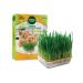 Triol grass for cats and pets 1 pc
