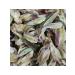 Chinese dragon Puer kidneys I'm bao white tea 38 g - Buy Online on GoSupps.com