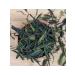 Chinese dragon Tea Juan Shan Mao Feng Green Premium 38 g - Buy Online on GoSupps.com