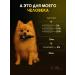 CBD sedative for dogs  - Buy Online on GoSupps.com