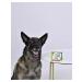 AVZ Fitodoc Drops for dogs 4pip. 1.2ml - Buy Online on GoSupps.com