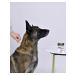 AVZ Bars Forte Drops for Dogs (4 Pipettes) - Buy Online on GoSupps.com