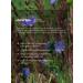 MOOZI Natural chicory in bags 10 pcs - Buy Online on GoSupps.com