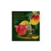 Curtis Green tea Delicate Mango 20 pyramids 4 packages - Buy Online on GoSupps.com