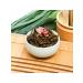 JEKITCHAY Green Chinese tea with rose aroma - Buy Online on GoSupps.com