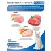 Delicana Dry food for cats with salmon 1.5 kg - Buy Online on GoSupps.com