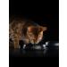 PRO PLAN Dry food for kittens chicken 400 g x 2 pcs - Buy Online on GoSupps.com