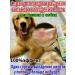 Air conditioning for dogs from wool loss