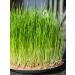 Cereal wheat is not processed - Buy Online on GoSupps.com
