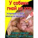 Drops for dogs purulent otitise 60 ml