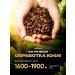 Morpheus Coffee in Arabica grains - Buy Online on GoSupps.com