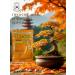 100% Korean cosmetics Korean anesthetic patch with ginseng Himena 40 pcs - Buy Online on GoSupps.com
