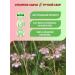 Secrets of Altai Grass gathering cinquefoil erect root of kalgan ground - Buy Online on GoSupps.com