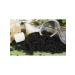 Tea Berry Black Baykhovy Tea "Ceylon" 20 pieces - Buy Online on GoSupps.com