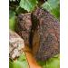 NOYER Chaga Birch natural 100 g - Buy Online on GoSupps.com