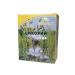 The ABCs of Herbs Chicory ordinary grass 40 g