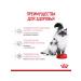 ROYAL CANIN Feed for kittens and cats during pregnancy 2kg - Buy Online on GoSupps.com