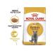 ROYAL CANIN British Shorthair Adult Feed Dry for Cats - Buy Online on GoSupps.com