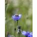 The Good Beekeeper Cornflower honey natural 700 g - Buy Online on GoSupps.com