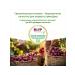 Hipp Fruit puree "plum" from 5 months 6x80g - Buy Online on GoSupps.com