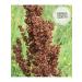 THE POWER OF TEA Horse sorrel seeds 50 grams