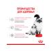 ROYAL CANIN Feed for kittens and cats dry Mother & Babycat 2 kg - Buy Online on GoSupps.com