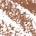 0.001 / 0.04g Shade 3.5 - neutral medium brown