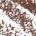 0.001 / 0.04 Shade 4 - warm deep brown