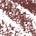 0.001 / 0.04g Shade 4.5 - neutral deep brown