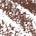 0.001 / 0.04g Shade 5 - warm black-brown
